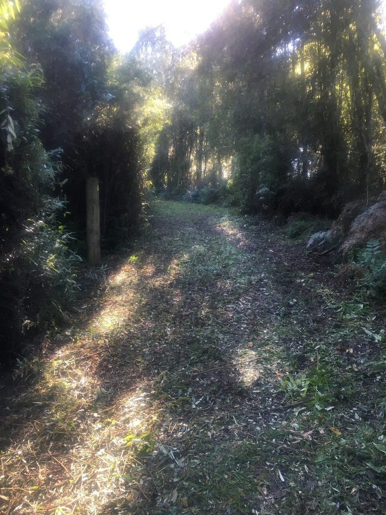 Entrance track into Jumbuk Rest Area after clearing