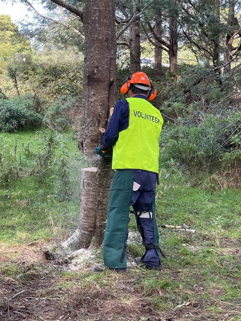 Volunteer in chainsaw safety gear felling a tree during training