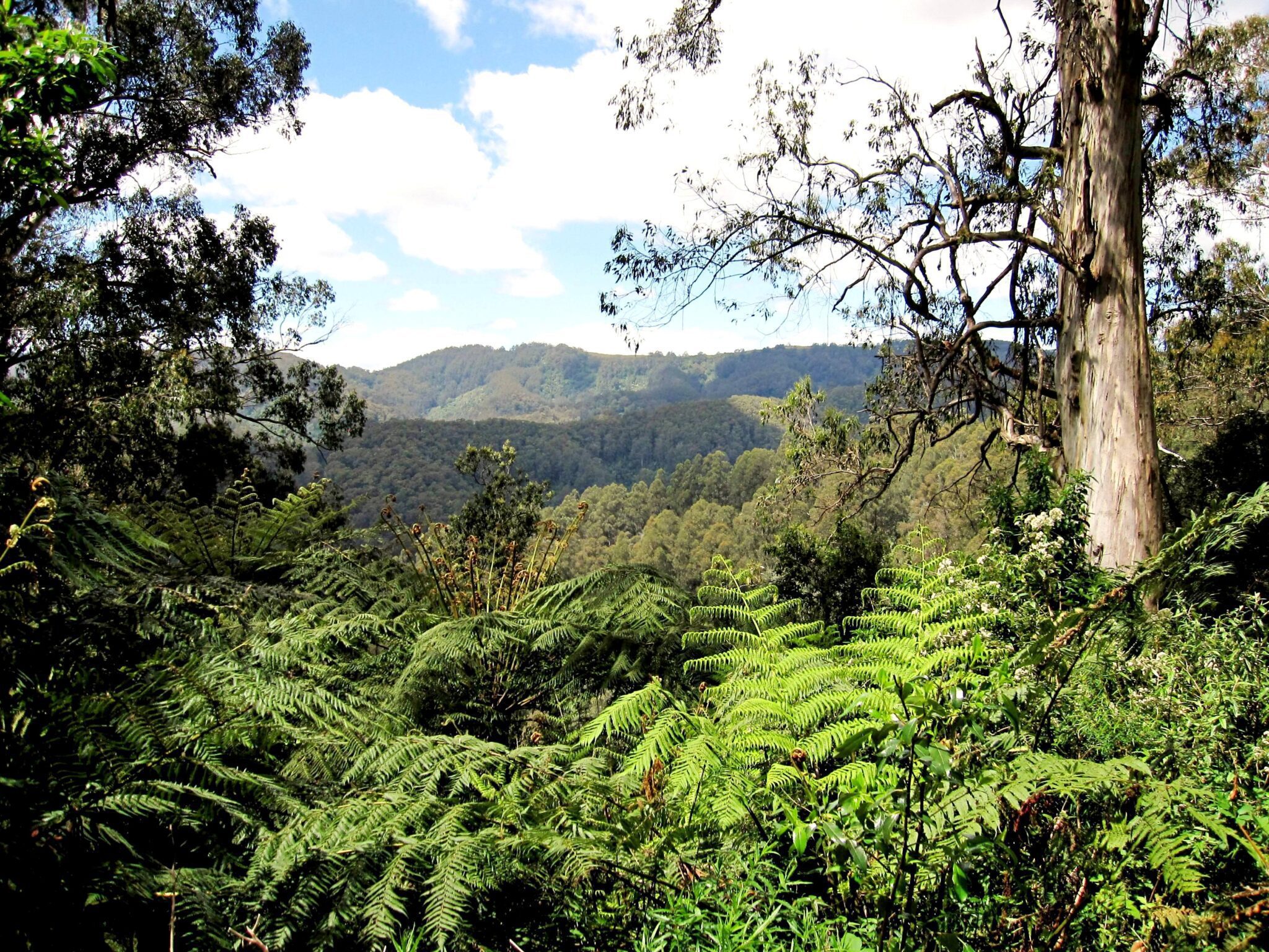 View over forested ranges from Taylors Road on Park to Park