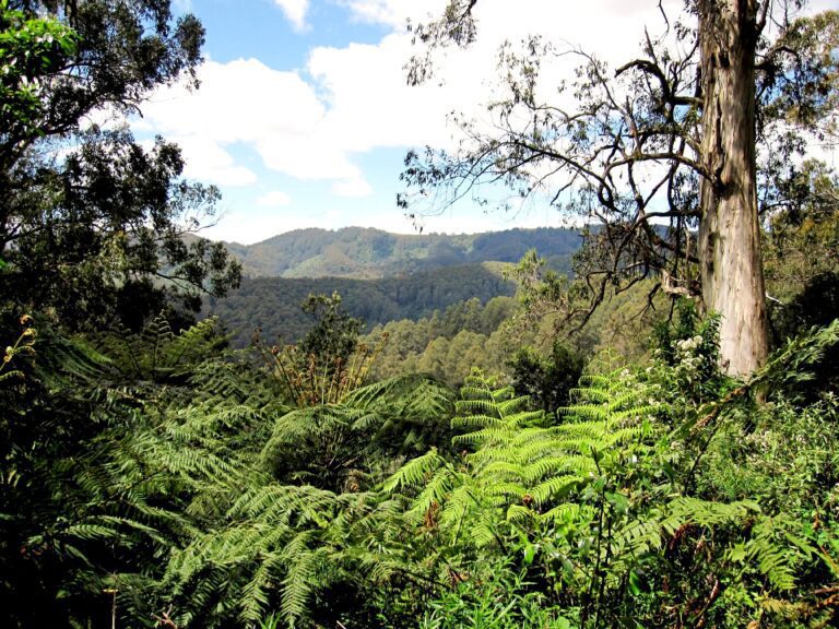 View across forested hills from Taylors Road